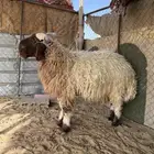 خروف نعيم