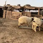 خرفان واحد نعيمي 6 شهور 3 مشروكات