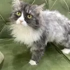 قطه حامل للتبني عمرها سنه ونص معقمه