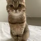قطة للتبني