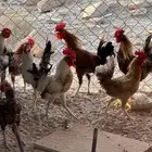 11 ديك