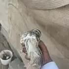 محميه فرح ( سمان )