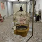 أقفاص عصافير