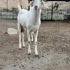 تيس ابرص صنف فحل