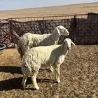 شياه حريات 2