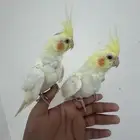 حبتين كروان اليفه