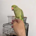 زوج ببغاء درع هندي