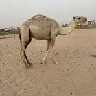 حشوان للبيع