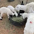 الاسياح