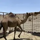 ناقه ما شاء الله تبارك الله ام ثالث بدون ولد