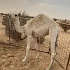 قعود العمر 7 شهور علي حليب ونضيف