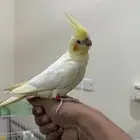 كروان اليييف