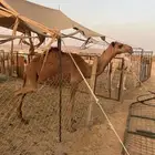 بكره شعلا تحقق ذا البرد