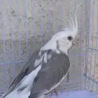 انثى كروان رسسف(تم البيع)