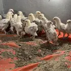 فروخ براهما كلومبي مستوى كونك