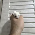 سنجاب شوقر قلايدر
