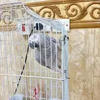 ببغاء كاسكو للبيع