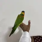 لوري اليف وهدد داخلي وخارجي ومتكلم ورقيص