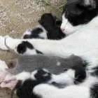 قطة للتبني لمن يريد الاحر عي وعيالها اليوم ولدت