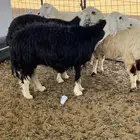 تم البيع نعجة مضرع