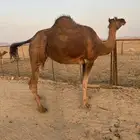 لقحه حمراء دهماء( تم البيع )