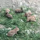 ارانب للبيع   صغير مو مره صغير يعني كبر شوي   كبير