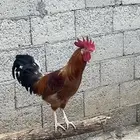 السلام عليكم.. ديوك بلدي 25 ديك