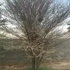 شجر سمر عمره 8 سنوات للبيع