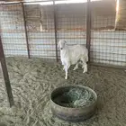 طليان العدد 2