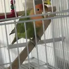 ببغاء روز للبيع