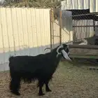 تيس عارضي