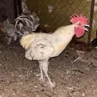 للبيع ديك العدد1
