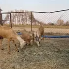 عنزين صغيرات بعيالها