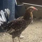 تم البيع