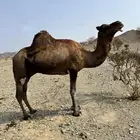 البيع جمل سحلي