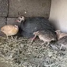 سمان بري و حجل بلدي