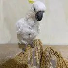 كوكاتو سلفر كرستد