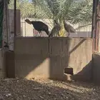 للبيع رومي بياض شرط ويرجنن