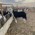 فحل نجدي مشروط