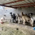 معزاء للبيع