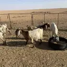 معزا