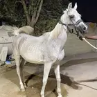 فرس واهو مستورده من بولندا معها مهره
