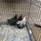 دجاج جابنيز قزمي