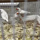 زوجين طيور الزبراء