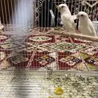 جوز روز البينو تحته بيض