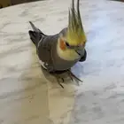 كروان اليف