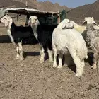 حري ونجدي
