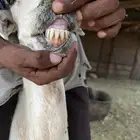 نعجه بولدها