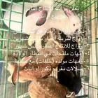 ارانب للبيع ذبح او للتربية والانتاج