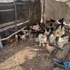 للبيع دجاج مشكل